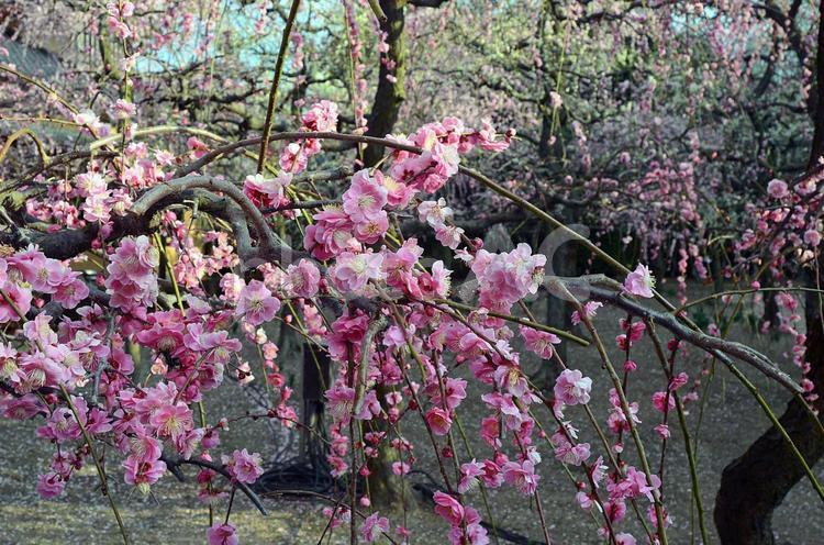 しだれ梅2 梅の花,しだれ梅,満開の写真素材