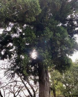 公園の樹木 木,杉,樹木の写真素材