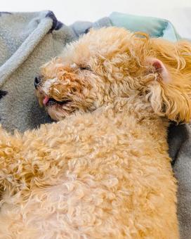 ベッドで寝ているトイプードル 犬,ベッド,犬用ベッドの写真素材