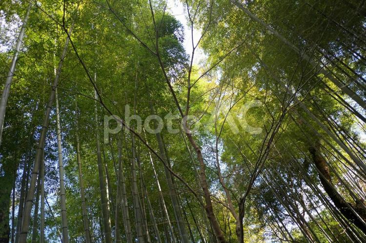 冬の伊豆の竹林 竹林,竹やぶ,竹の写真素材
