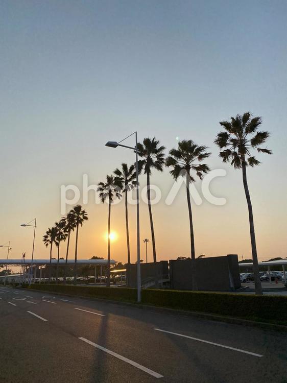 夕陽とヤシの並木道 山口空港,夕陽,ヤシの木の写真素材