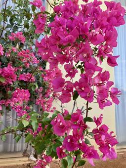 ブーゲンビレア 花,植物,自然の写真素材