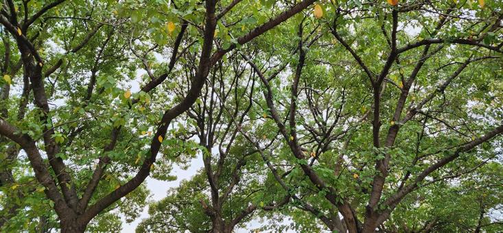 大阪市立長居公園の樹々 大阪市立長居公園の樹々の写真