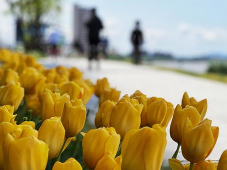 tulips, JPG