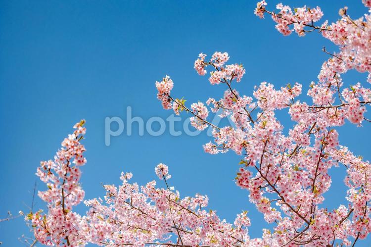 春イメージ　青空と桜 春,桜,さくらの写真素材