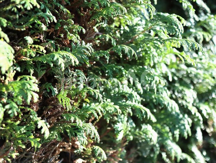 垣根のイメージ 垣根,葉っぱ,植物の写真素材