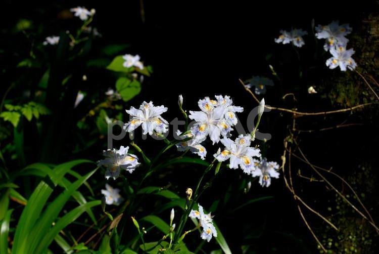 野に咲く白の花 花,植物,自然の写真素材