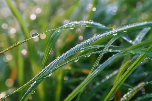 光を反射して輝く草の葉の水滴の写真
