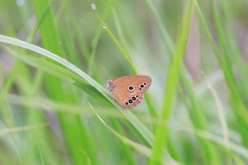 ヒメヒカゲ ヒメヒカゲ ヒメヒカゲ,ジャノメチョウ,昆虫の写真素材