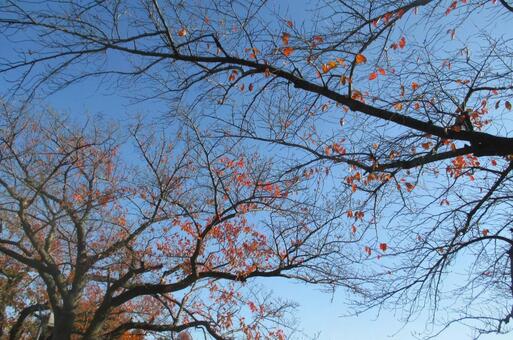 桜の木 桜,木,植物の写真素材