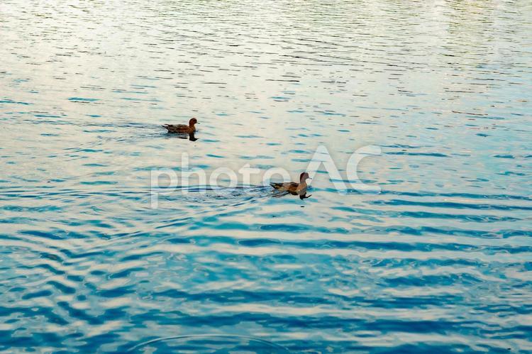 カルガモの行くへ カルガモ,水鳥,野鳥の写真素材