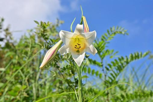 タカサゴユリ タカサゴユリ タカサゴユリ,群生,夏の写真素材