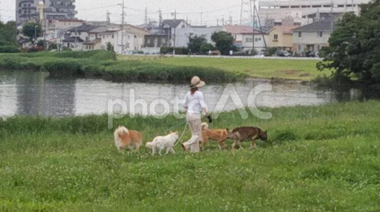 公園での犬の散歩 公園での犬の散歩,犬の散歩,公園での散歩の写真素材