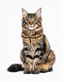 白い背景に猫の写真