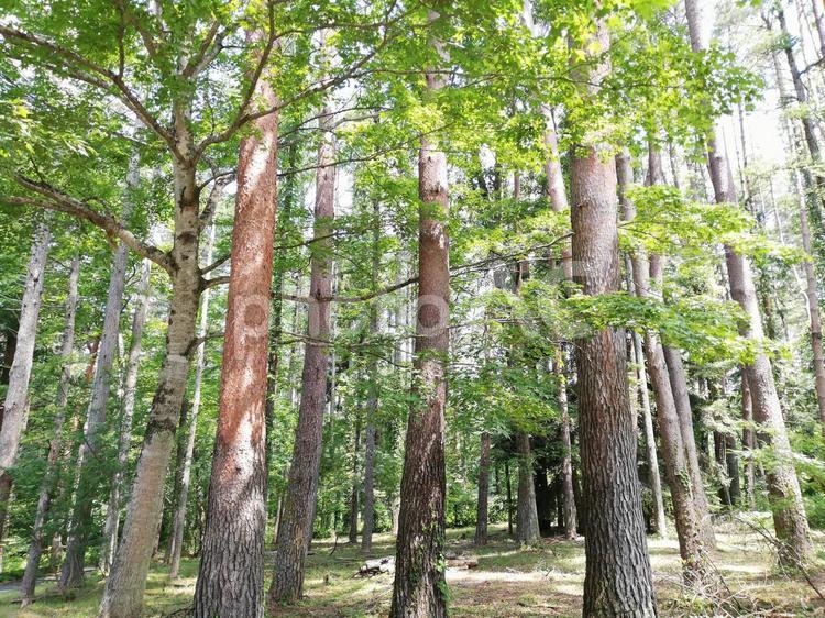 林　森　自然 木,こもれび,木漏れ日の写真素材