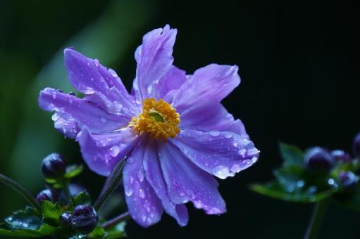 雨粒とシュウメイギクのアップ 雨粒とシュウメイギクのアップ シュウメイギク,花,雨粒の写真素材