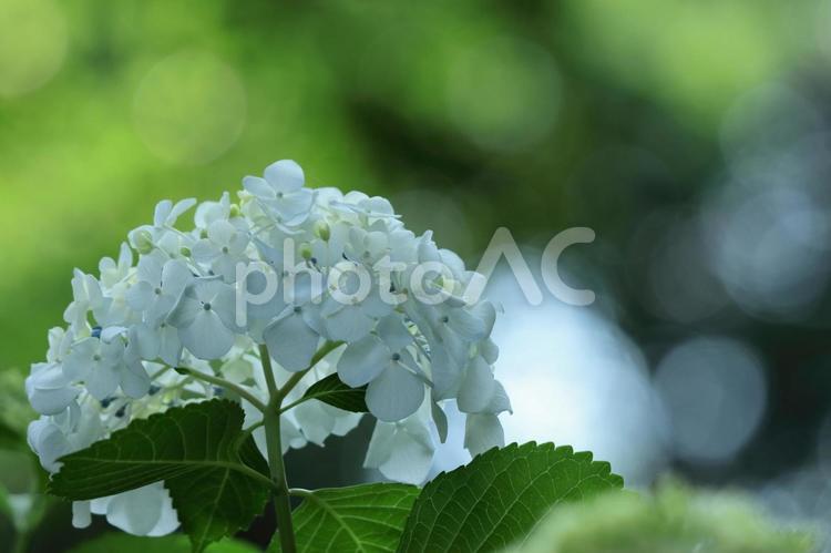 雨に濡れて咲く アジサイ,花,アジサイ科の写真素材