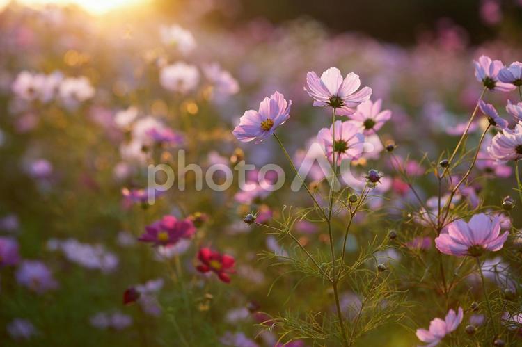秋の夕日に映えるコスモス畑 コスモス,秋桜,背景の写真素材