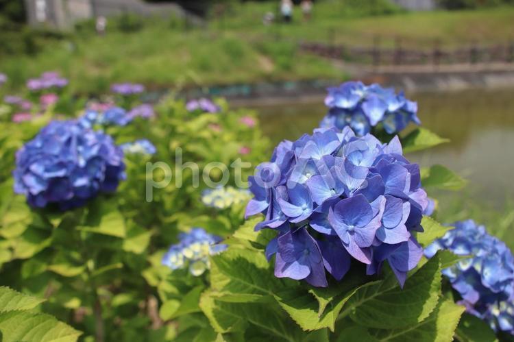 あぐりの丘のアジサイ02 アジサイ,6月,梅雨の写真素材