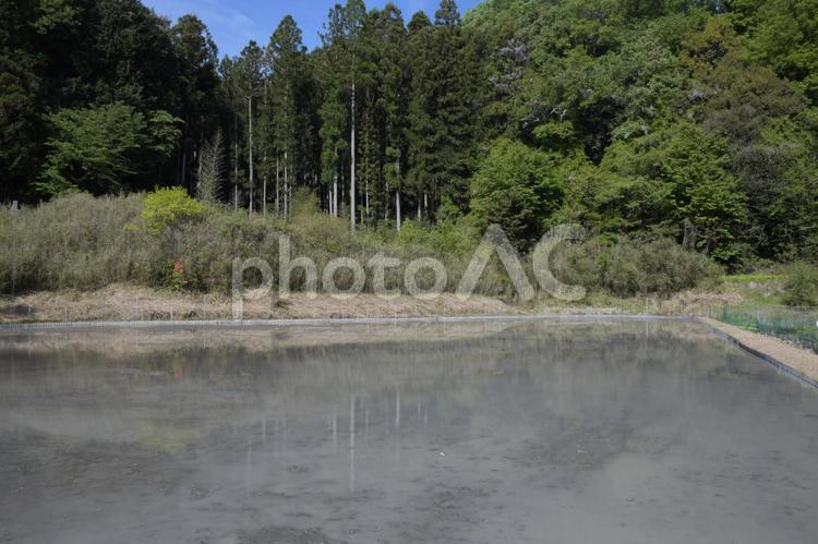 田植えの準備を終えた山間部の小さな水田 水田,山間部,森林の写真素材