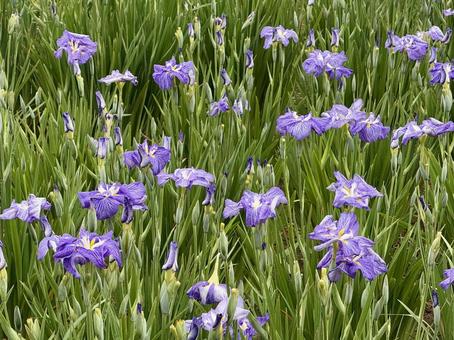 堀切菖蒲園 曇り空の下咲き誇る花菖蒲 堀切菖蒲園 曇り空の下咲き誇る花菖蒲の写真