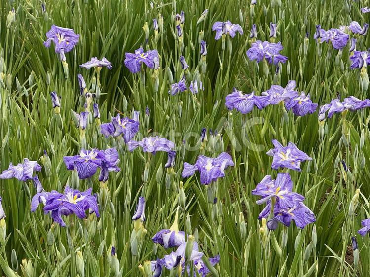 堀切菖蒲園　曇り空の下咲き誇る花菖蒲 癒し,壁紙,花畑の写真素材