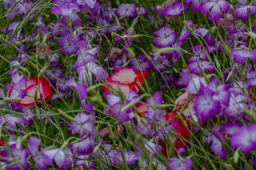 こうのす花まつり2025年 こうのす花まつり2025年の写真