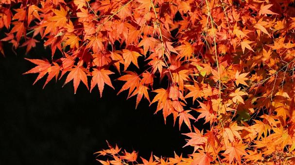 虹の郷　紅葉ライトアップ 紅葉,ライトアップ,秋の写真素材