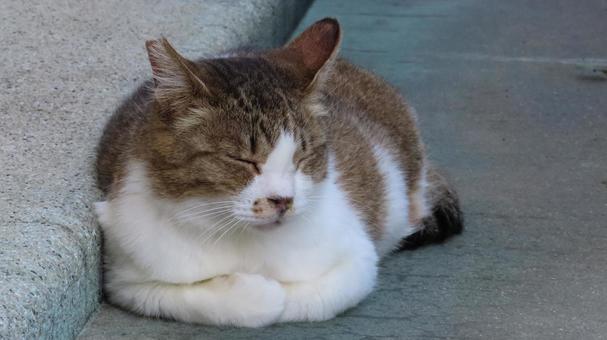 香箱座りでお昼寝中のもふもふで可愛い猫 猫,キジシロ,香箱座りの写真素材