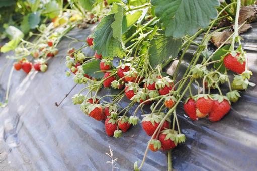 Photo, strawberry, strawberry picking, fruit picking, 