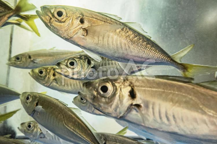 水槽のアジ（鯵） アジ,鯵,魚の写真素材