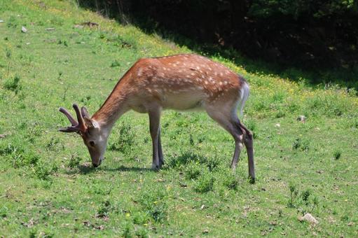 草を食べる野生のシカ 草を食べる野生のシカ 草,食べる,野生の写真素材