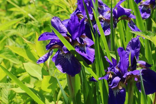 ヒオウギアヤメ ヒオウギアヤメ ヒオウギアヤメ,高山植物,野草の写真素材