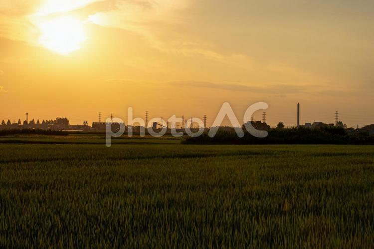 田園の夕景／埼玉県伊奈町 田,田園,たんぼの写真素材