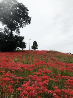 彼岸花 社ヶ丘花園 長崎 琴海地区 彼岸花 社ヶ丘花園 長崎 琴海地区の写真