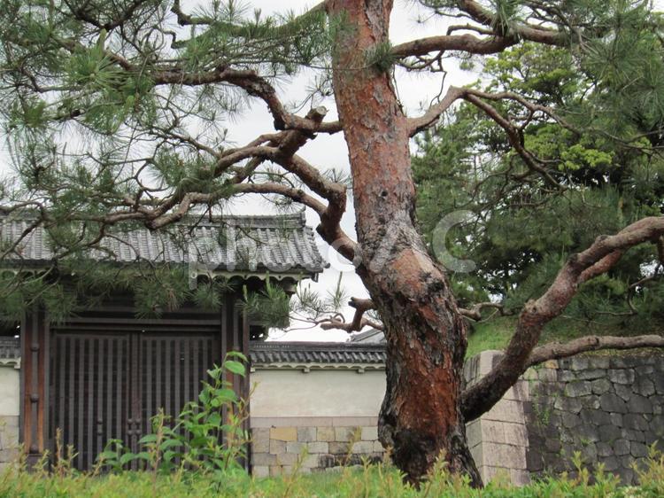 二条城の南門と松 二条城,城壁,松の写真素材