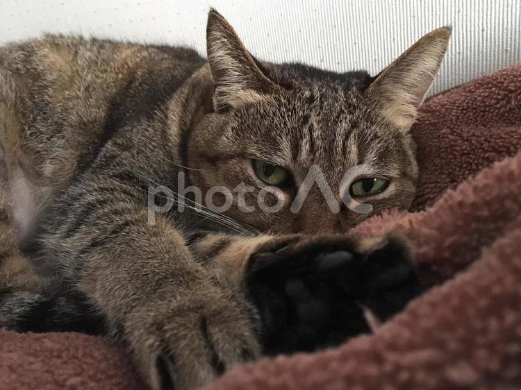 まどろみ キジ,ネコ,ベッドの写真素材
