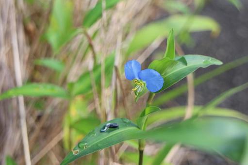つゆくさ一輪 ツユクサ,雑草,花の写真素材