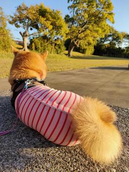 しましま服を着てお散歩する柴犬! しましま服を着てお散歩する柴犬! 犬,シバ,柴犬の写真素材