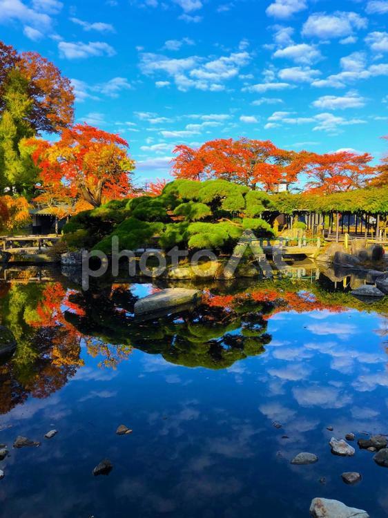 長野・秋の高島公園（高島城） 紅葉,青空,秋の写真素材