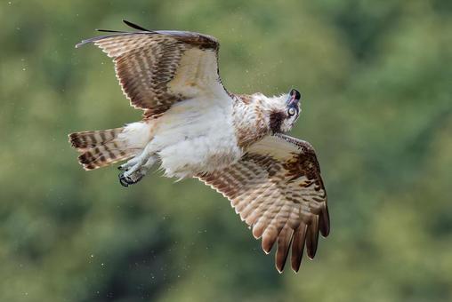 寝違えたようなミサゴ 寝違えたようなミサゴ ミサゴ,鶚,ウオタカの写真素材