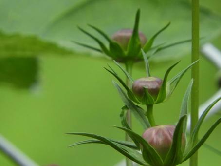 Photo, bud, cosmos, pink, 