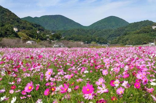 コスモス畑 コスモス,コスモス園,コスモス畑の写真素材
