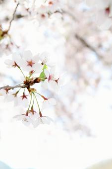 桜と花びらのアップ 桜と花びらのアップの写真