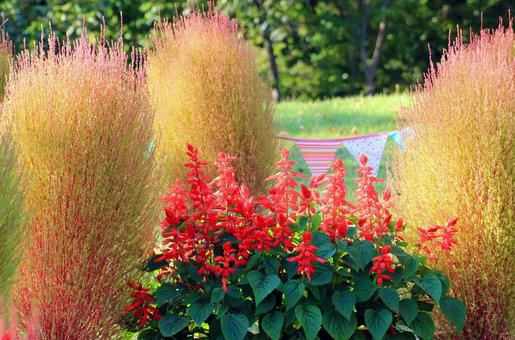 赤いサルビアの花と紅葉し始めたコキア サルビア,赤い花,花の写真素材