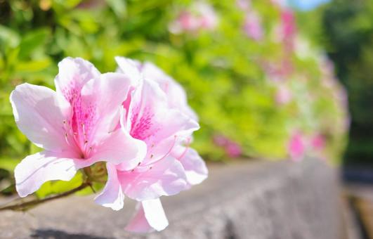 Azalea 6, JPG Azalea 6, JPG