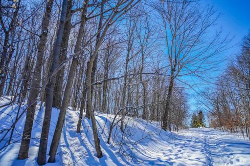 冬の森と青空（シュミの森） 雪,森,木の写真素材