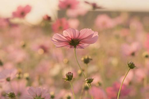 早朝のコスモス畑 早朝のコスモス畑 秋桜,秋,朝焼けの写真素材