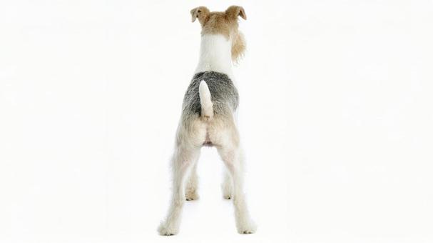 ワイアーフォックステリア7の写真