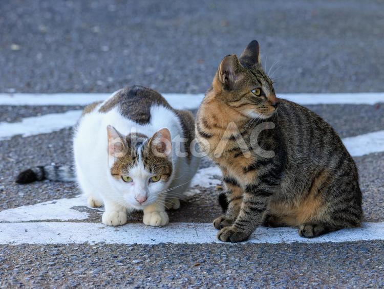 いつも仲良しな野良猫さんです。 猫,野良猫,地域猫の写真素材